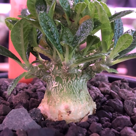 希少 dorstenia   gigas《M size》littmon  seed🌱4年株※大変良きぼってり株元＆良樹形balanceの将来有望ギガス※mad black pot植え