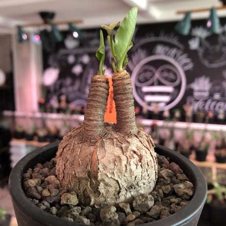 euphorbia subapoda《大きめM size》※大きくbalanceも良型‼︎ススをまとった様なmad感な肌質がカッコ可愛いオススメ株‼︎現在開花中‼︎※mad  black pot植え