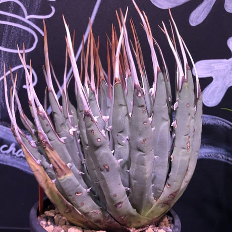 agave    utaensis  eborispina《L L size》