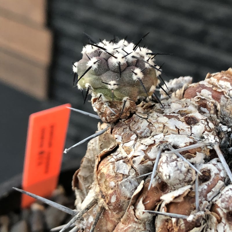 copiapoa cinerea 黒王丸《M size》※現地球発根後店主国内管理21