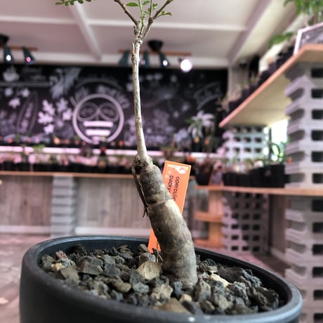 opercullicarya   packypus  littmon  seed🌱 《4年半株》※mad black  bowl  pot植え （限定5株）