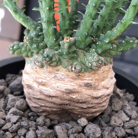 euphorbia gorgonis《大きめM size》※現地球発根後店主国内管理2年株※人気🐙タコもの‼︎美多肉質葉&木質wild塊根の二面性が魅力※mad  black pot植え