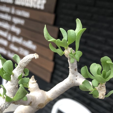 othonna furcata《大きめS size》極白肌株※現地球発根後店主国内管理3年株※これから年々増える枝振りに期待できる極美白肌株※mad black pot植え