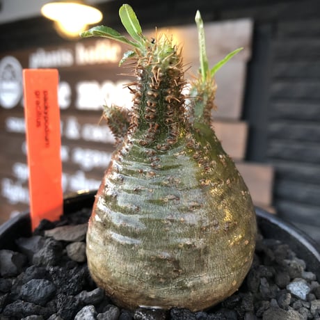 packypodium  gracilius《S size》※現地球発根済株※激希少green肌※店主国内管理2年株※短枝weight低く激まん丸株※mad black bowl pot植え