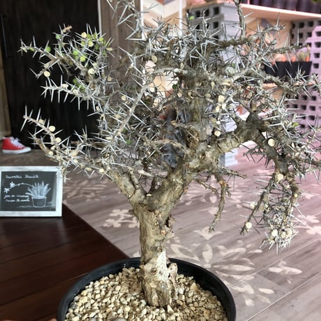 alluaudia    comosa《L size》希少！
