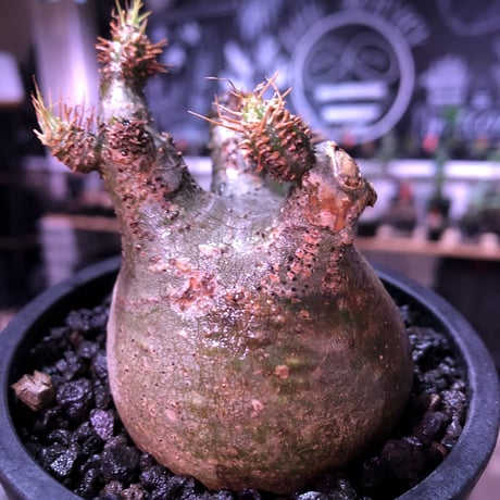 pachypodium  gracilius《大きめS size》枝振り良きぼってり樹形※現地球発根済株※店主国内管理2年株※短捻くれ枝且つ枝数多く愛嬌高き一株※mad black pot植え
