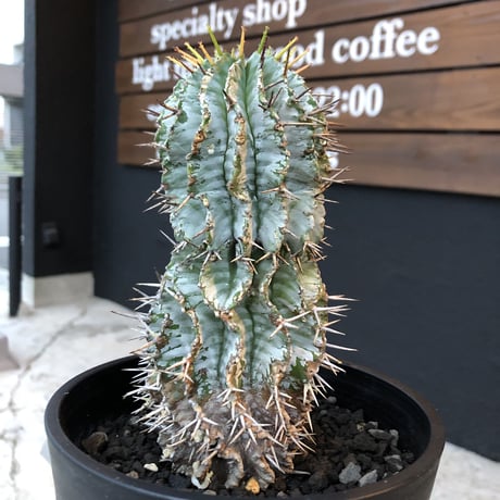 euphorbia    horrida《M size》発根済み株‼︎
