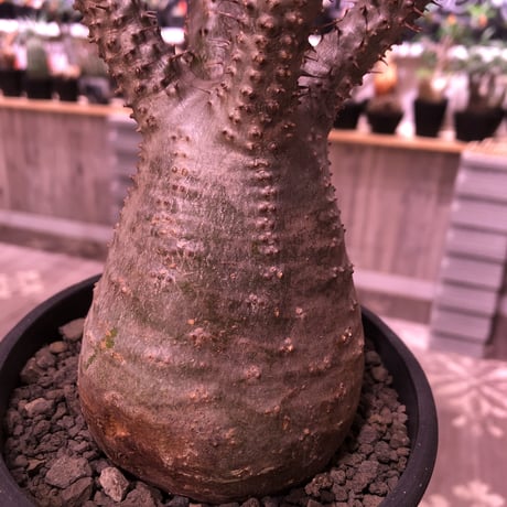 packypodium  gracilius《M  size》※現地球発根済株‼︎※四つ枝で大変balance良き株のぼってり感も主張された選抜株‼︎手乗りサイズ‼︎※mad black pot植え