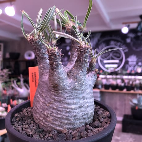 packypodium  gracilius《M size》※現地球発根済株※店主国内管理3年株※短枝＆激レア360°ロゼット枝のweight低き最高balance株※mad black pot植え