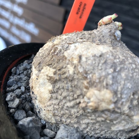 adenia ovata《L size》激希少種※現地球発根後店主国内管理7年株※恐竜の🥚卵かの如く‼︎味深き装いの希少種※信楽陶器鉢植え
