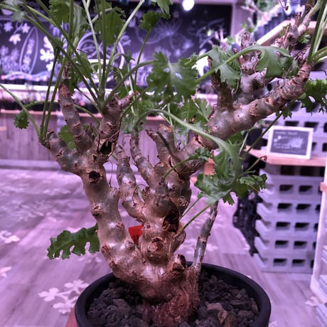 pelargonium   crithmifolium《L size》枝だけでなく、塊根部分も年々ボコボコと大きくなっていくのが楽しみな１株‼︎  ※mad black pot植え