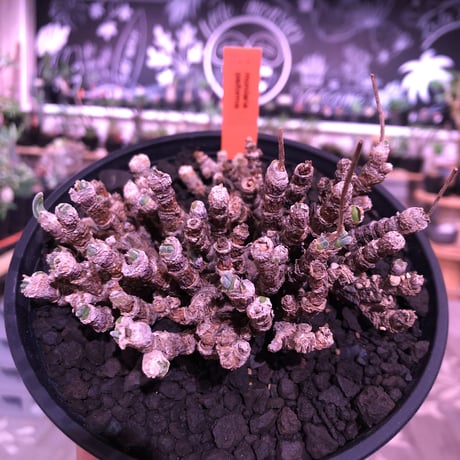 monilaria   pisiformis《M size》※モニラリア属　最上位種　激希少群生株 ※冬型caudex‼︎   ※浅鉢植え
