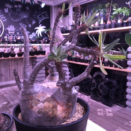 packypodium  gracilius《L L size》※現地球発根済み株‼︎ ※wildな現地焼けのある表皮に枝振りbalance良きグラキ※令和二年記念‼︎リトモン驚愕株🤩No.①