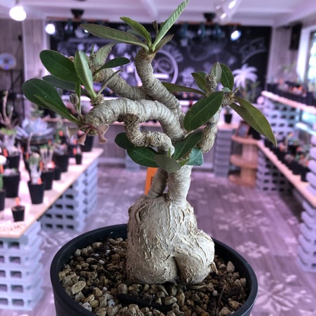 euphorbia   subapoda《L size》