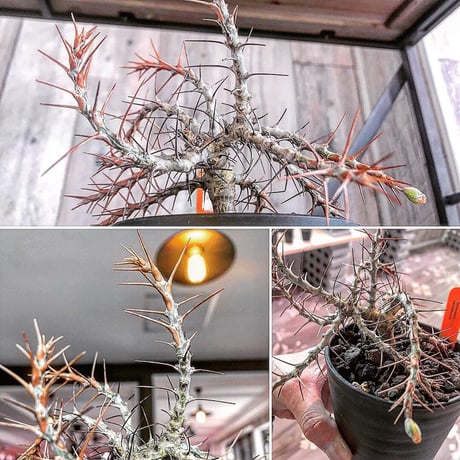 sarcocaulon  camdeboense《M  size》
