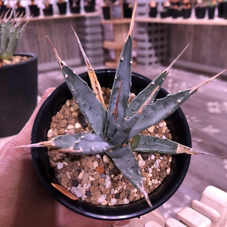 agave    utaensis  eborispina《S size》