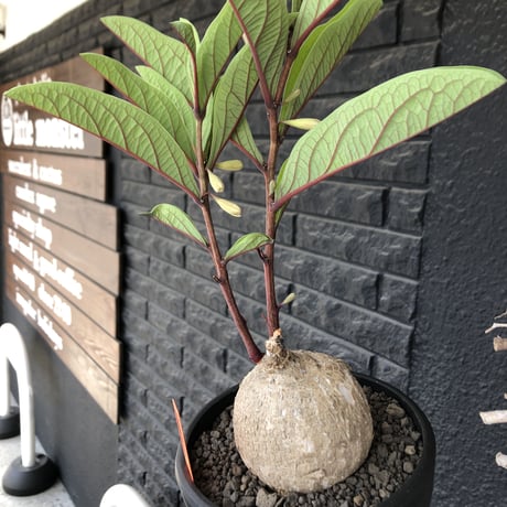 adenia goetzei《大きめL size》360度球体株※現地球発根後店主国内管理5年株※極球体株の上、通常よりも太い茎を持つwild且つ美しい一株※mad black bowl pot植え