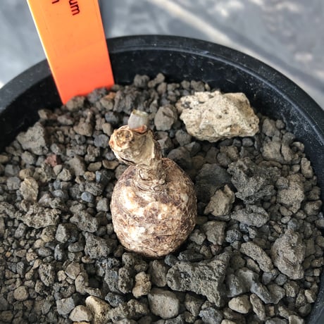monadenium capitatum《M size 》希少種※現地球発根済※丸み強き株元に霜降り班模様が美しくもかわいい一株※mad black pot植え