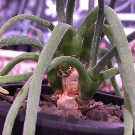 monilaria   pisiformis《大きめS size》※現地球発根済株※モニラリア属　（最上位激希少種）※冬型caudex‼︎   ※mad black bowl pot植え