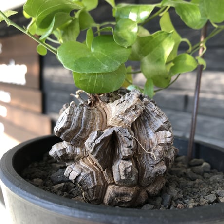dioscorea elephantipes アフリカ亀甲竜《小さめM size》※現地球発根後店主国内管理3年株※compactながら堀が深くゴツゴツ感強き一株※mad black pot植え