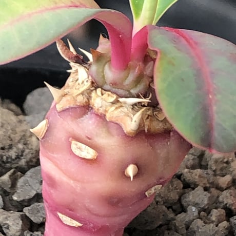 euphorbia viguieri《S size》※現地球株発根済※小振りでピンクカラーが可愛すぎる一株‼︎※mad black pot植え