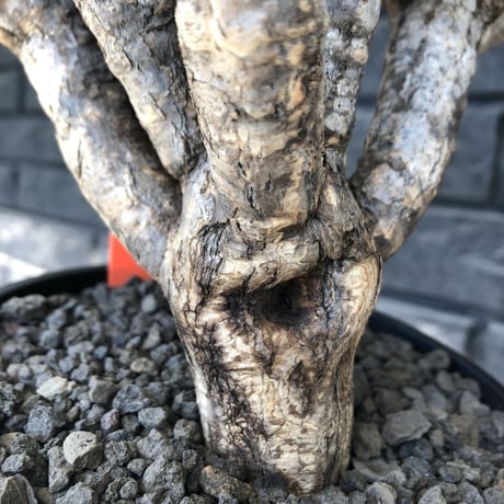 euphorbia  guillauminiana《大きめL size》※現地球発根後店主国内管理3年株※太めな幹に躍動する枝振りbalanceも堪らない良樹形※mad black pot植え
