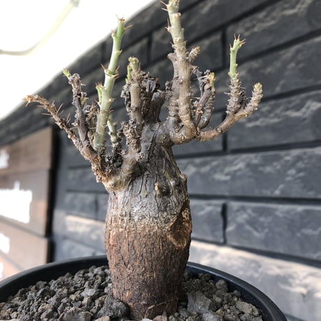 pachypodium bispinosum 《小さめM size》希少‼︎極black肌※現地球発根後店主国内管理3年株※勲章的傷跡に焦げついたほど黒き一株※mad black pot植え