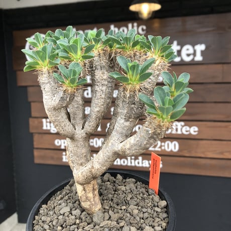 euphorbia  guillauminiana《大きめM size》※現地球発根後店主国内管理4年株※個体差としての大変枝振りも良く美しい白肌が堪らない※mad black pot植え