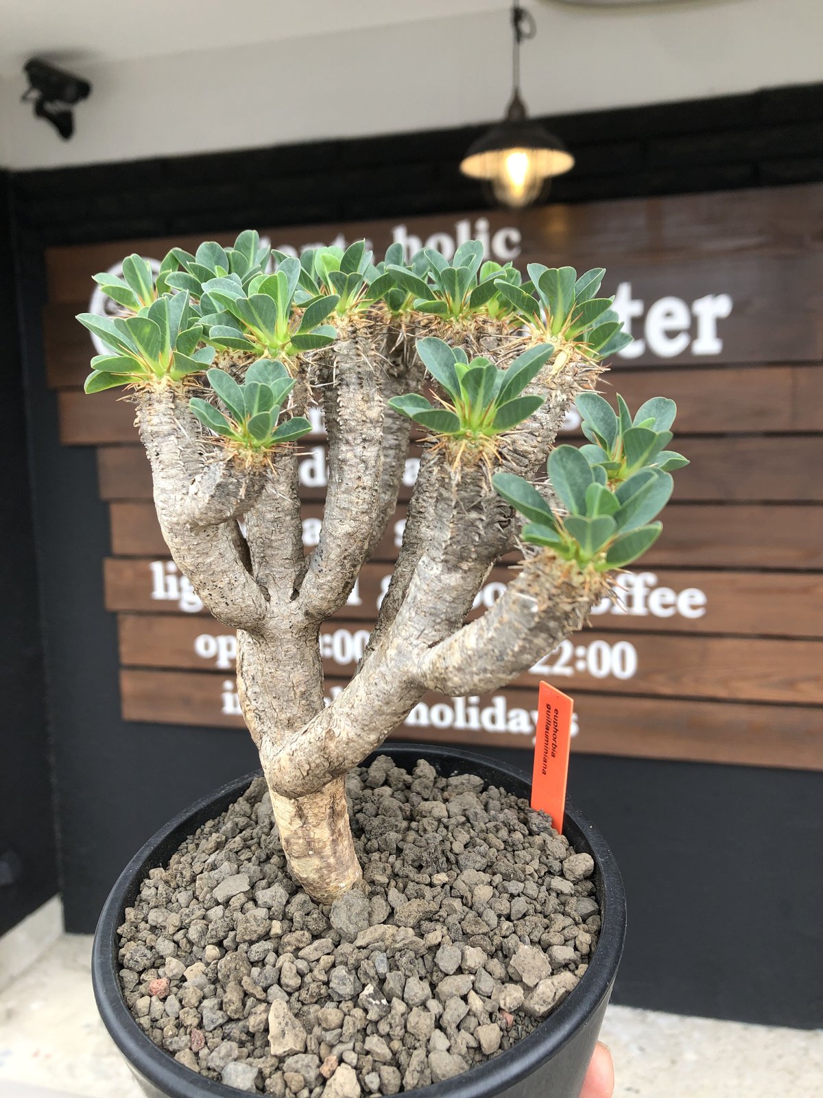 euphorbia guillauminiana《大きめM size》※現地球発根後店主国内