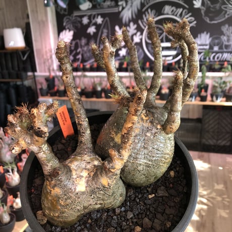 pachypodium gracilius 《大きめL size》※W-he'd株※現地球発根済株※店主国内管理4年株※良サイズ感‼︎アシンメトリーなニ分頭株※mad black bowl pot植え