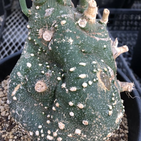 adenia   globosa《M  size》