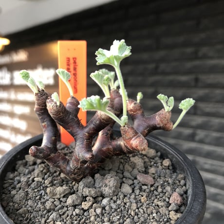 pelargonium  mirabile《大きめS size》※現地球店主国内管理4年株※愛おしく堪らない冬型の人気者‼︎weight低く良枝振り※mad black pot植え