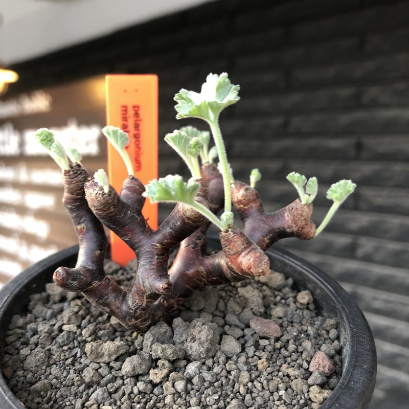 pelargonium mirabile《大きめS size》※現地球店主国内管理4年株 pelargonium mirabile《大きめS size》※現地球店主国内管理4年株