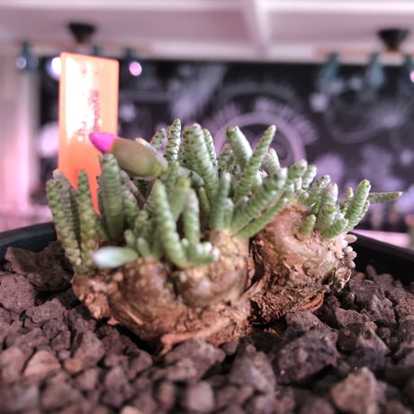avonia   alstoni 《大きめL   size》※特化したかなり大きめ塊根を持つ希少大株アルストニー※ mad black bowl pot植え