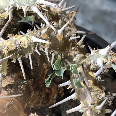 sarcocaulon crassicaule《M size》※現地球発根済株※発根後店主国内管理2年株※興奮するほど良枝振り‼︎強棘に縮れ葉＆白花のギャップ萌えな一株※mad black pot植え