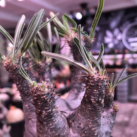 packypodium  gracilius《M size》※現地球発根済株※店主国内管理3年株※短枝＆激レア360°ロゼット枝のweight低き最高balance株※mad black pot植え