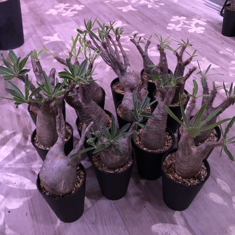 packypodium  gracilius《M size》 ※現地球株  発根済み株‼︎  （限定13株）