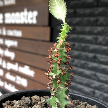 euphorbia magnifica《S size》※現地球株発根済※小振りコンパクトでかわいいながら枝ぶりなど今後の変化も楽しみな一株※black pot植え