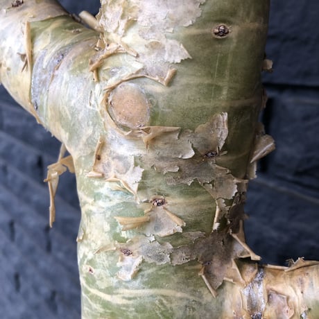 tylecodon  paniculatus《L L size》店主国内管理7年株※唯一無二な極太パニク※激希少big株幅‼︎チレコ最大種の大変オススメ株※mad black bowl pot植え