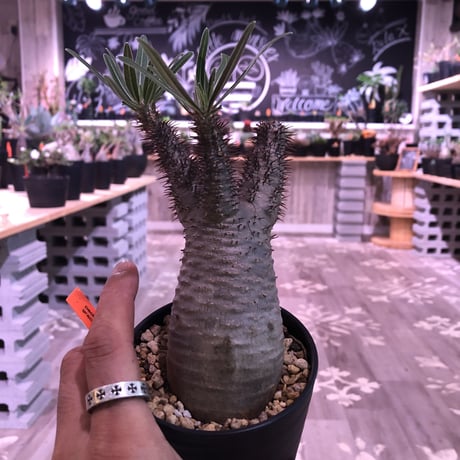 packypodium  gracilius《小さめM size》※現地球株  発根済み株‼︎  丸め株（限定11株）