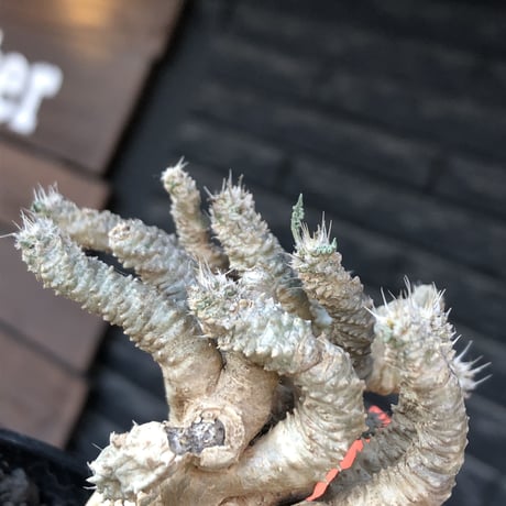 euphorbia tulearensis《 L size》※現地球発根後店主国内管理3年株※驚愕‼︎希少性激高塊根ユーフォルビア‼︎大きめ塊根株※mad black pot植え