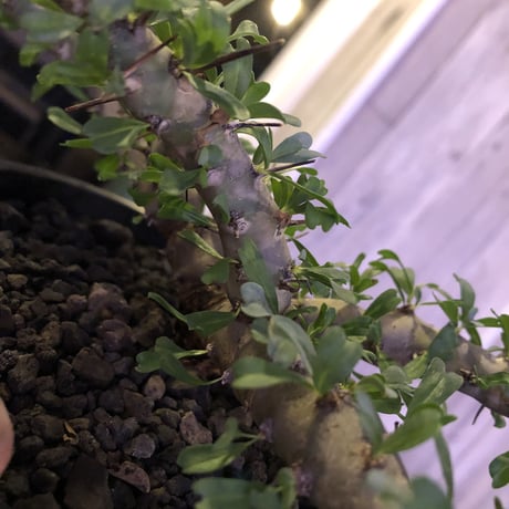 sarcocaulon   patersoni（Ｌ size）大変樹形 balanceも良く、本来の理想の樹形通りに成長してくれています。#mad black pot植え‼︎