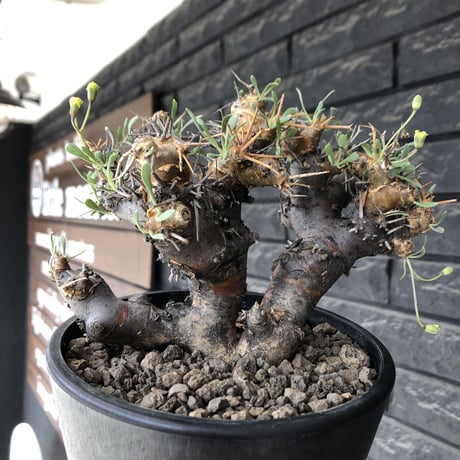 othonna  euphorbioides《L L size》※現地球発根後店主国内管理4年株※大きくどっしり構えの良balance樹形※mad black pot植え