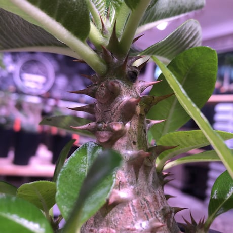packypodium  windsori i《M size》発根済み株※（限定①株）ヤバイウィンゾリー‼︎  ※mad  black  pot植え   リトモンお墨付株‼︎