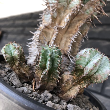 euphorbia horrida《大きめM size》子吹き群生株※現地球発根後店主国内管理6年株※ワイルドな木質化と荒々しく刺々しい男前な出立ち※mad black pot植え