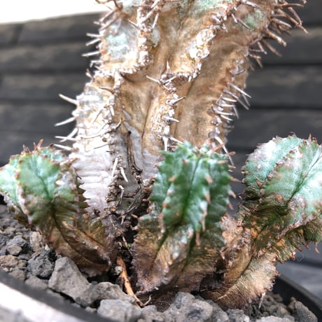 euphorbia horrida《大きめM size》子吹き群生株※現地球発根後店主国内管理6年株※ワイルドな木質化と荒々しく刺々しい男前な出立ち※mad black pot植え
