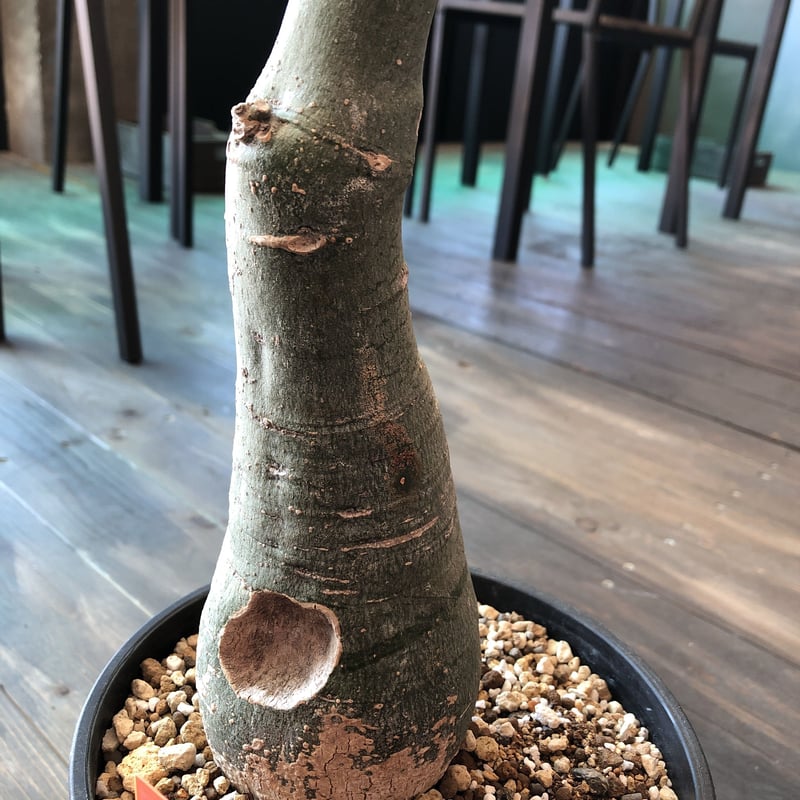 adenia epigea 希少株‼︎ | plants holic 