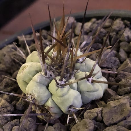 copiapoa   cinerea  長刺白棘黒王丸《小さめM size》激希少‼︎※現地球株カキ仔自根株※現地球のDNAを引き継いだ白肌※mad black bowl pot植え
