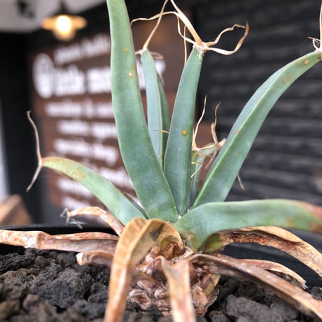 leuchtenbergia  principis 晃山《S size》※現地球株発根済※小振りながらも味深く強靭で育てやすい一属一種の有望株※black bowl pot植え