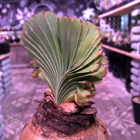boophane   disticha  《 L size》※驚愕‼︎ヤバすぎるbig球体美肌株‼︎※mad black bowl pot植え